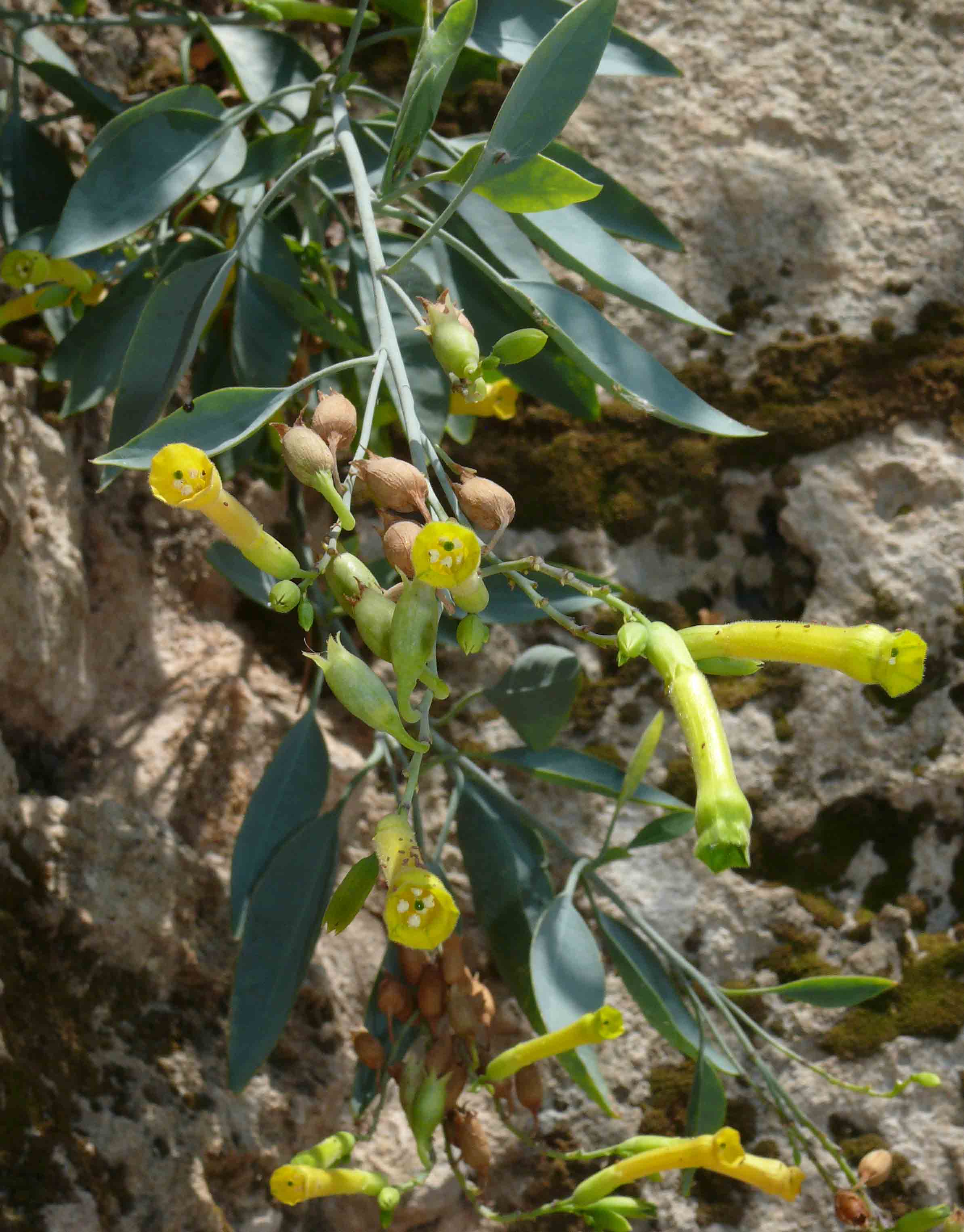 Nicotiana glauca / Tabacco glauco